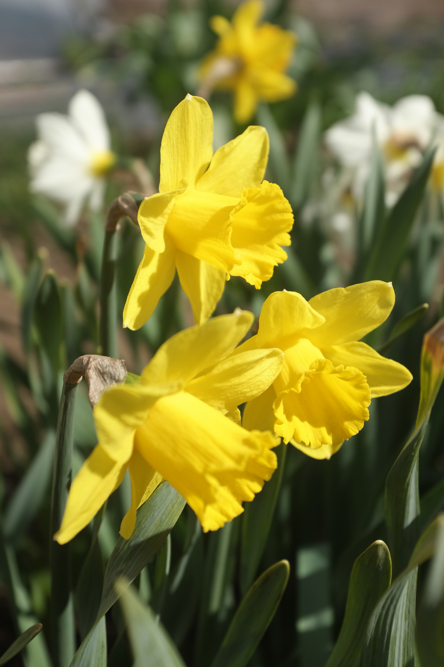 Pääsiäislilja Narcissus Dutch Master Nelson Garden 5kpl