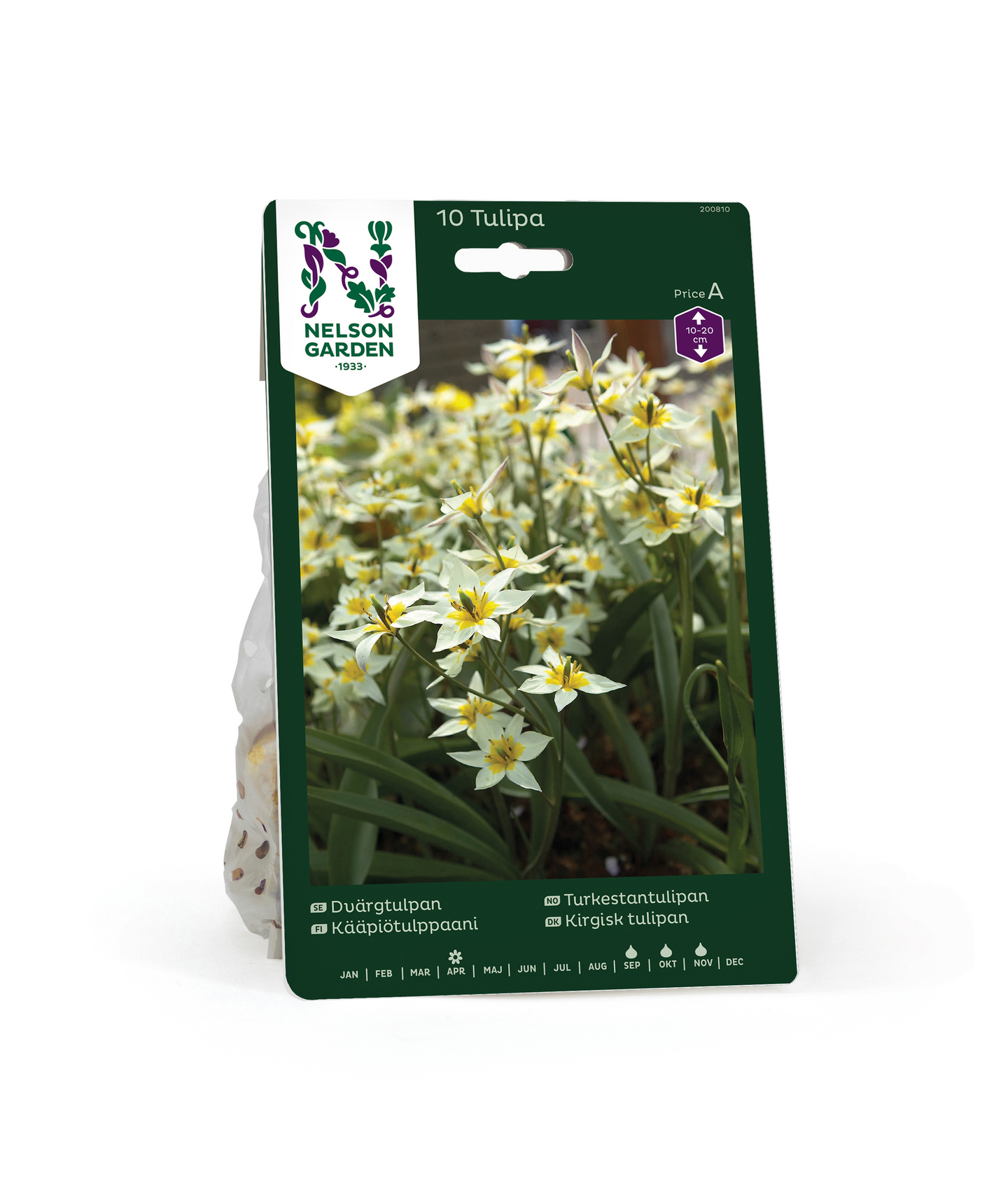 Tulppaani Tulipa Turkestanica Nelson Garden 10kpl