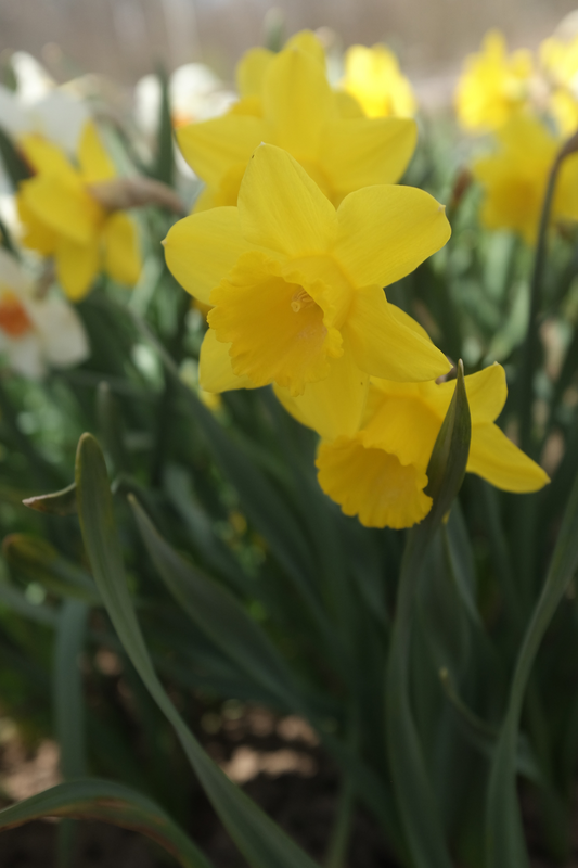 Pääsiäislilja Narcissus Golden Harvest Nelson Garden 5kpl