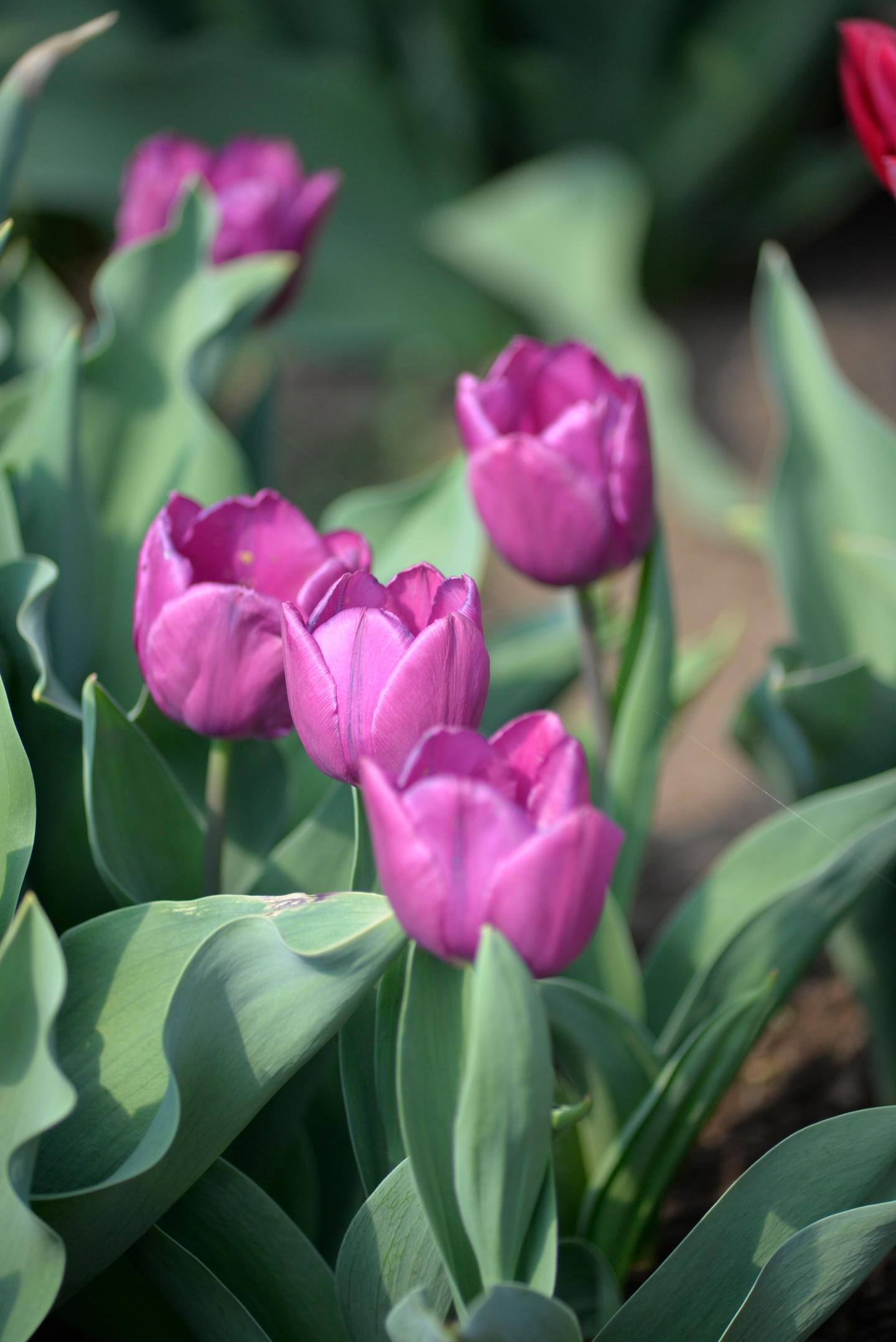 Tulppaani Tulipa Purple Prince Nelson Garden 5kpl