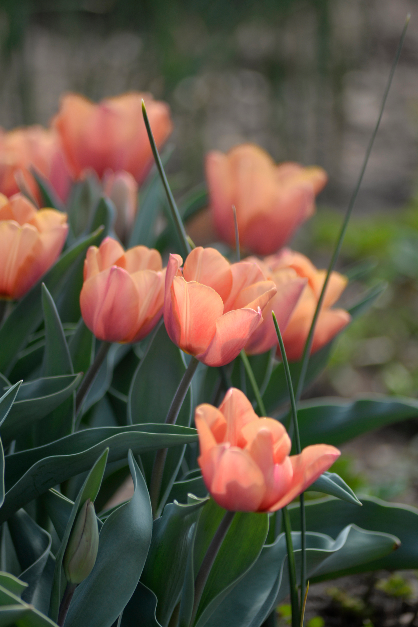 Triumftulppaani Tulipa Apricot Foxx Nelson Garden 6kpl