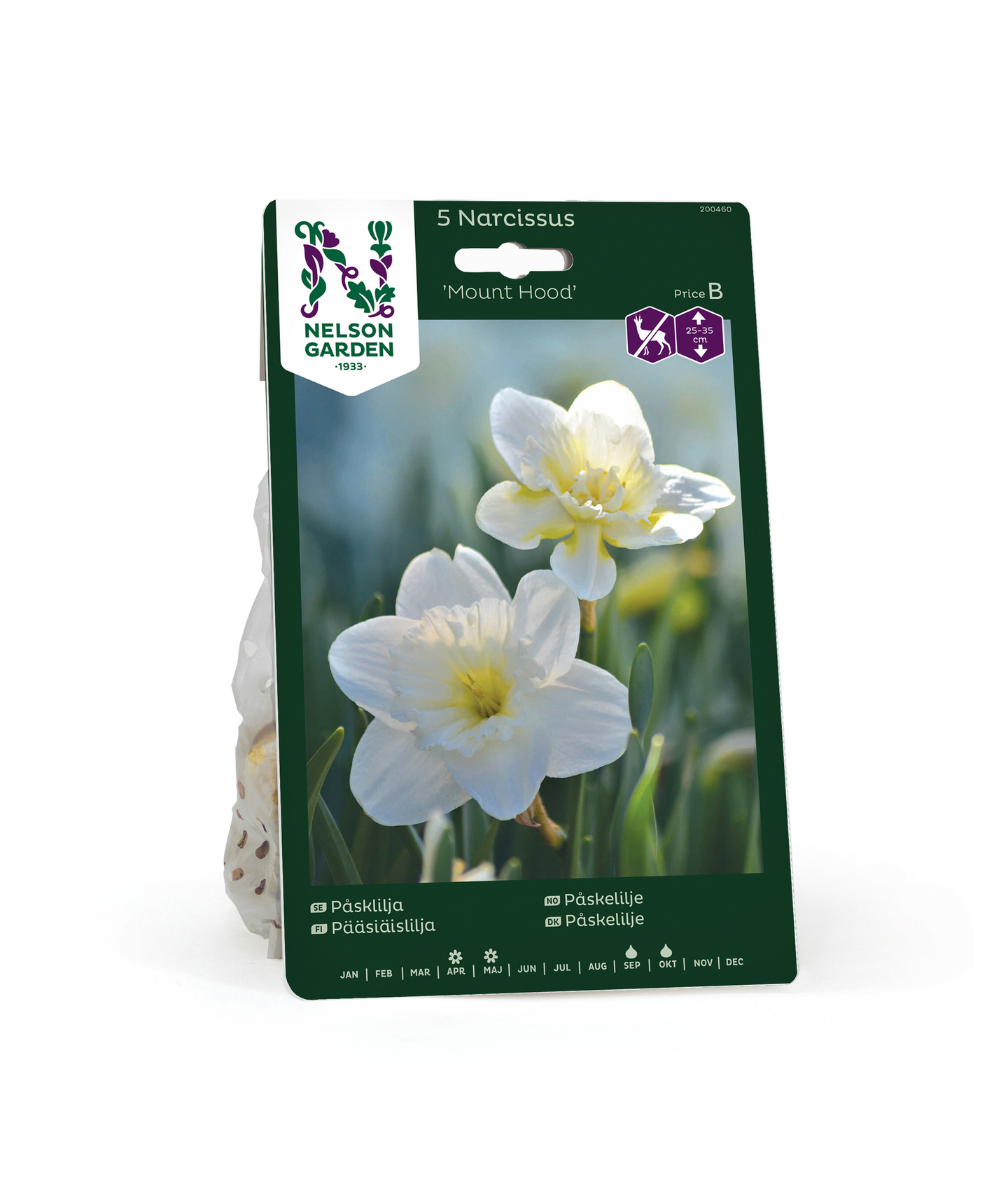 Pääsiäislilja Narcissus Mount Hood Nelson Garden 5kpl
