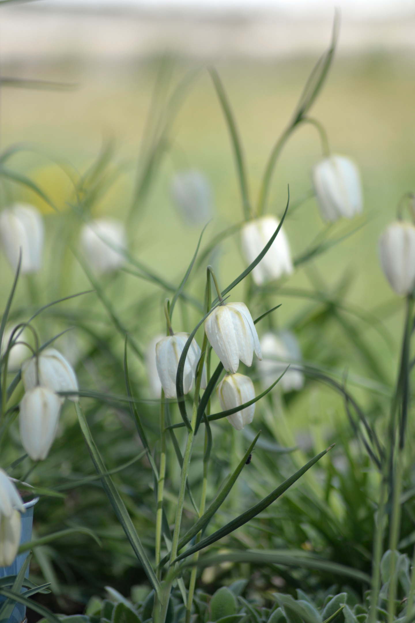 Kirjopikarililja Fritillaria Meleagris Alba Nelson Garden 6kpl