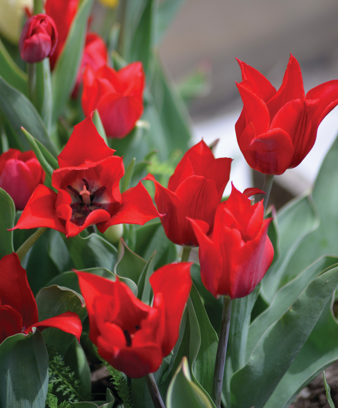 Tulppaani Tulipa Linifolia Nelson Garden 10kpl