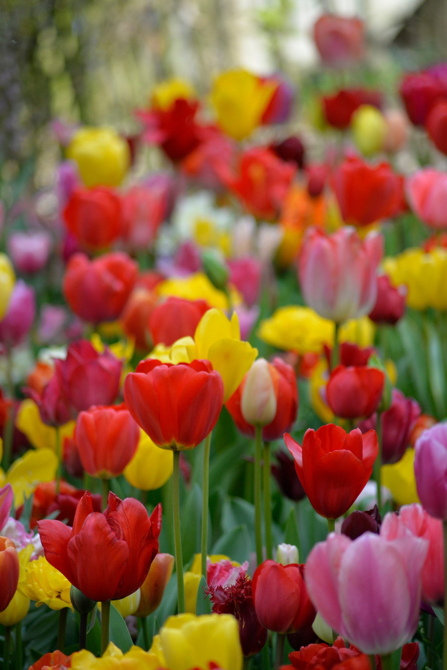 Darwintulppaani Tulipa Darwinhybrid Värisekoitus Nelson Garden 5kpl