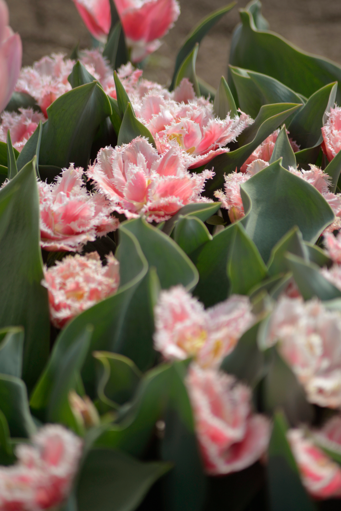 Tulppaani Tulipa Queensland Nelson Garden 5kpl