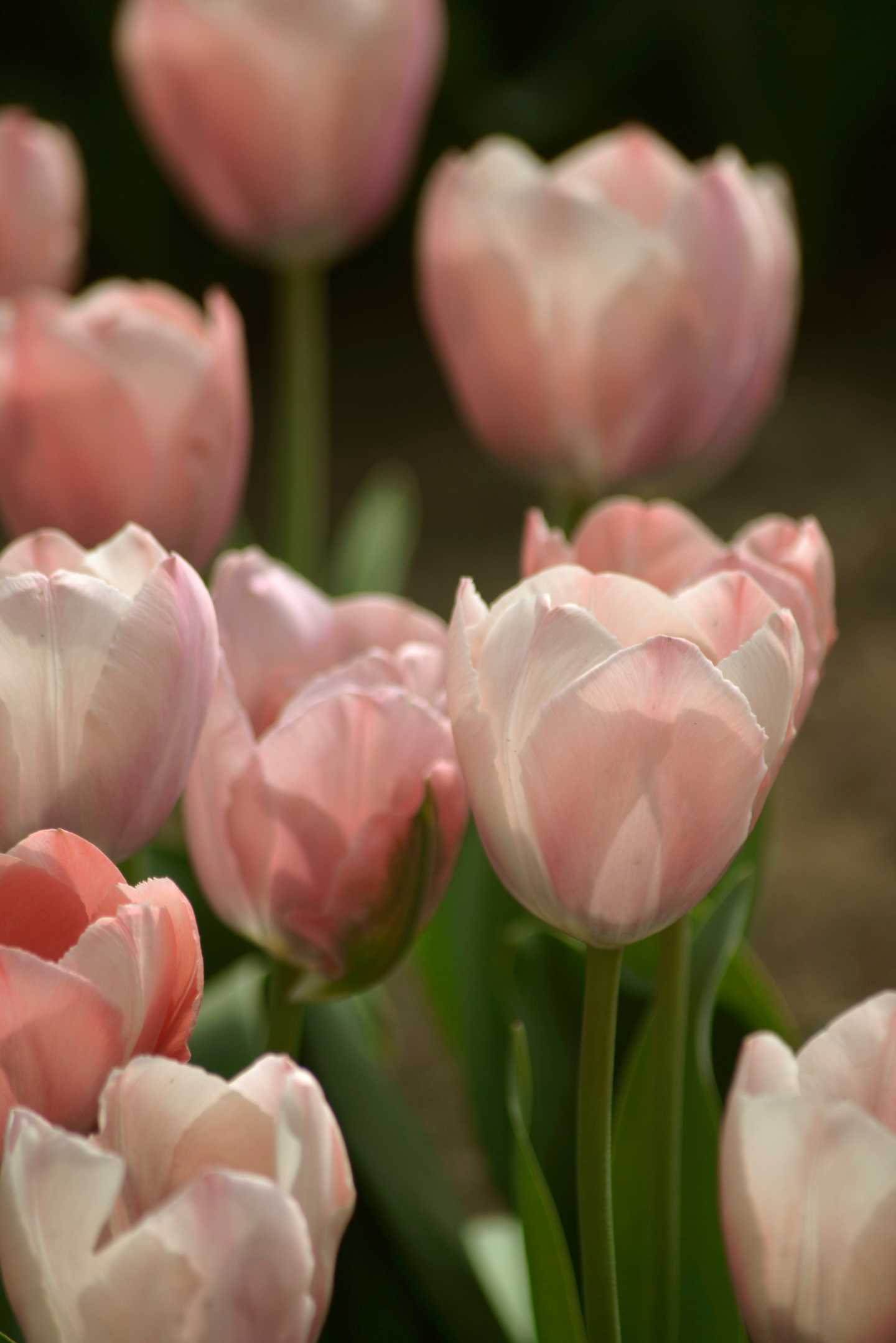 Darwintulpp Tulipa Salmon Van Eijk Nelson Garden 5kpl