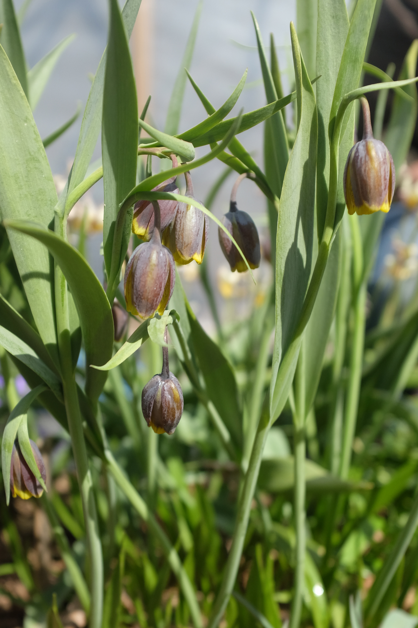 Keltareunapikarililja Fritillaria Uva Vulpis Nelson Garden 10kpl
