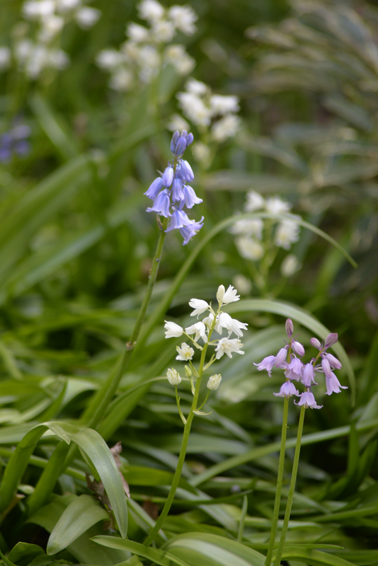 Espanjansinililja Scilla Hispanica Värisekoitus Nelson Garden 10kpl