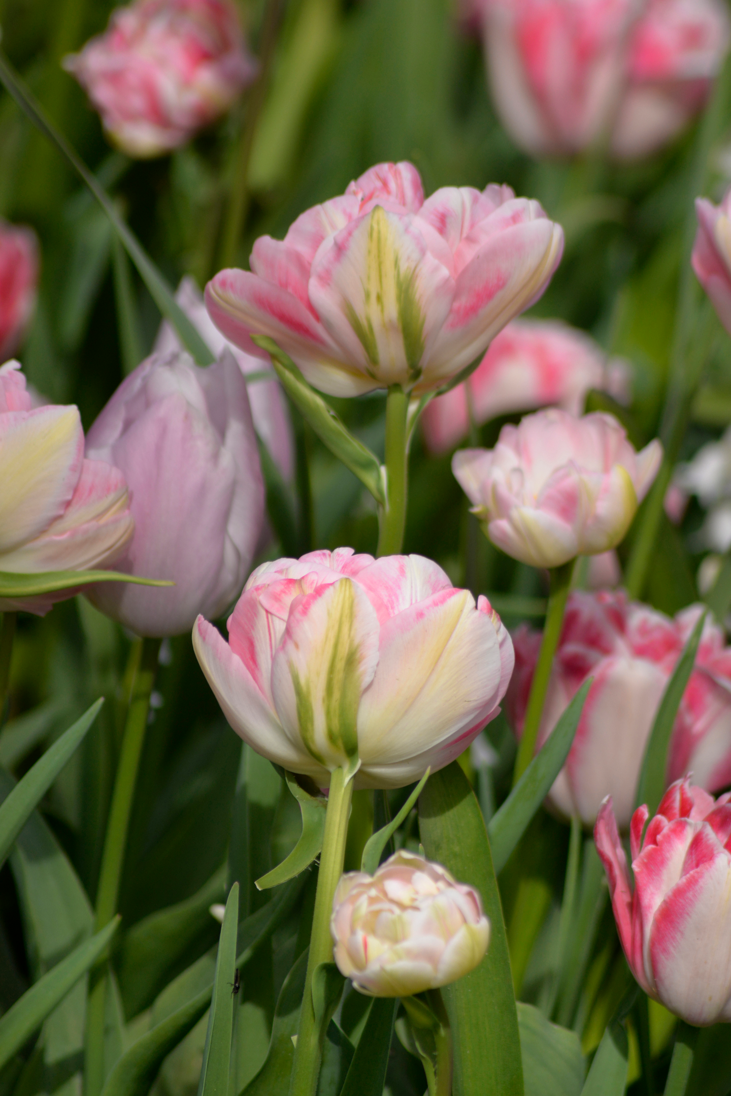 Tulppaani Tulipa Foxtrot Nelson Garden 5kpl