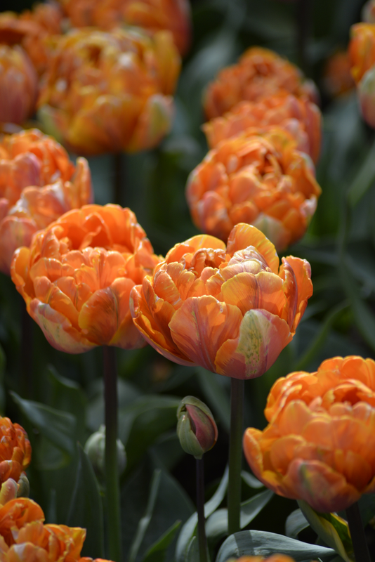 Tulppaani Tulipa Orange Princess Nelson Garden 7kpl