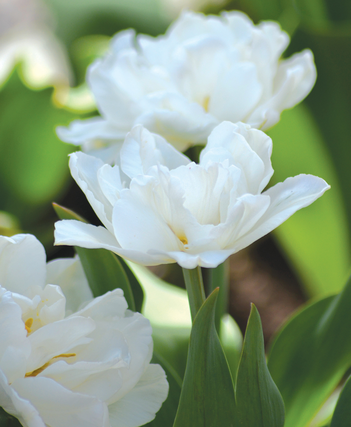 Tulppaani Tulipa Mondial Nelson Garden 7kpl