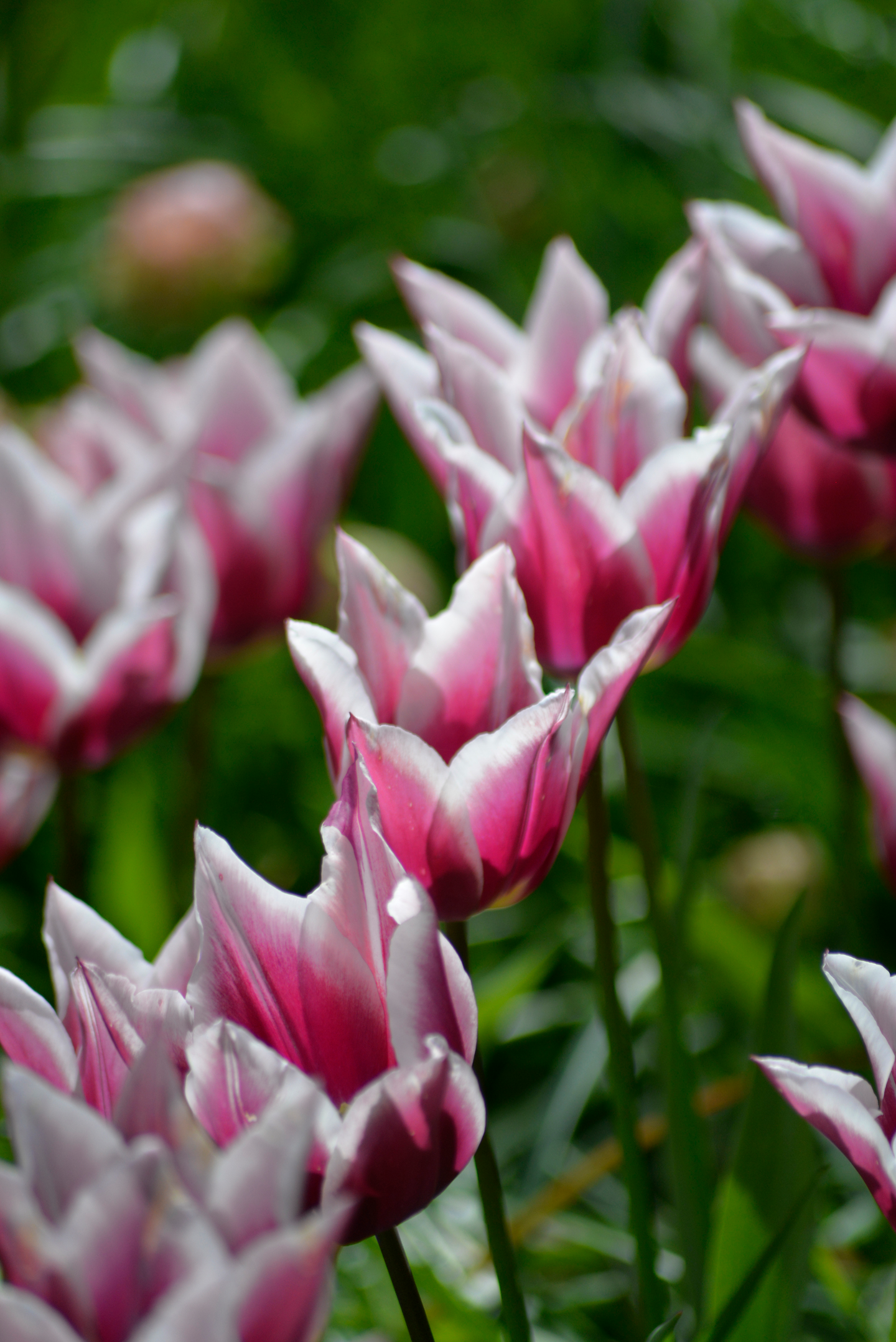 Liljatulppaani Tulipa Claudia Nelson Garden 5kpl