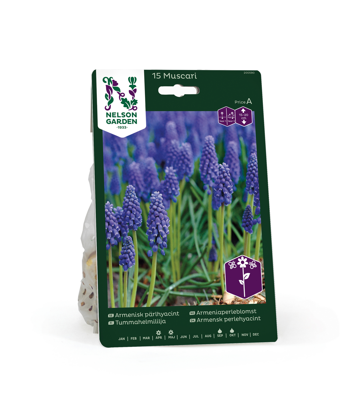 Helmililja Muscari Armeniacum Nelson Garden 15kpl