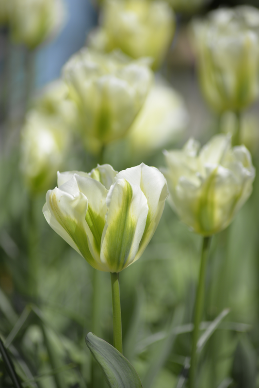 Tulppaani Tulipa Spring Green Nelson Garden 7kpl