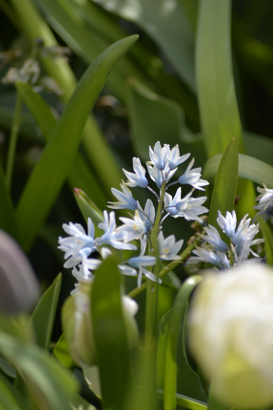Posliinihyasintti Puschkinia Scilloides Nelson Garden 15kpl