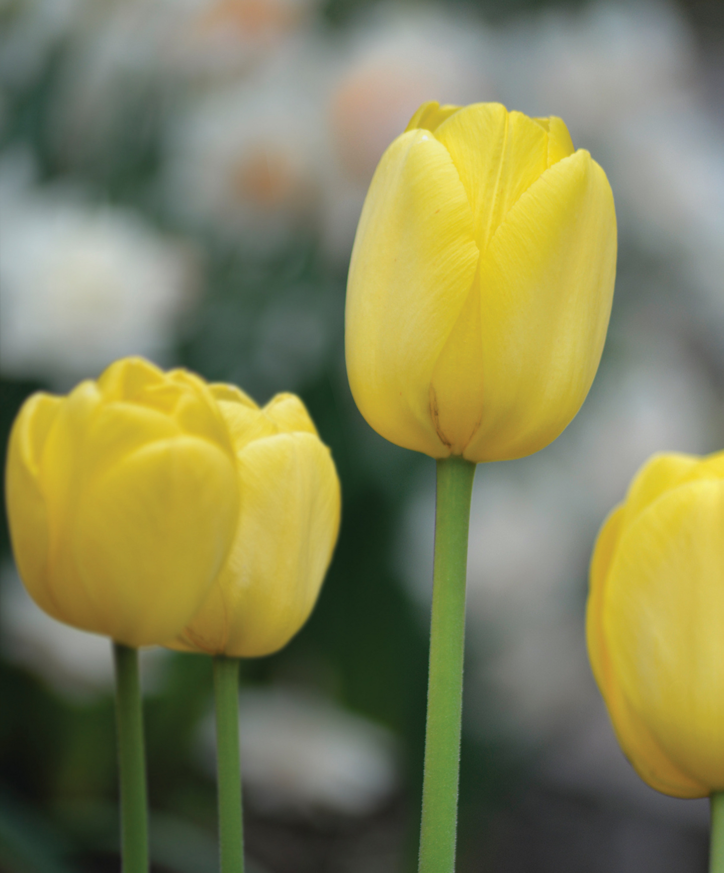 Darwintulppaani Tulipa Golden Apeldoorn Nelson Garden 5kpl