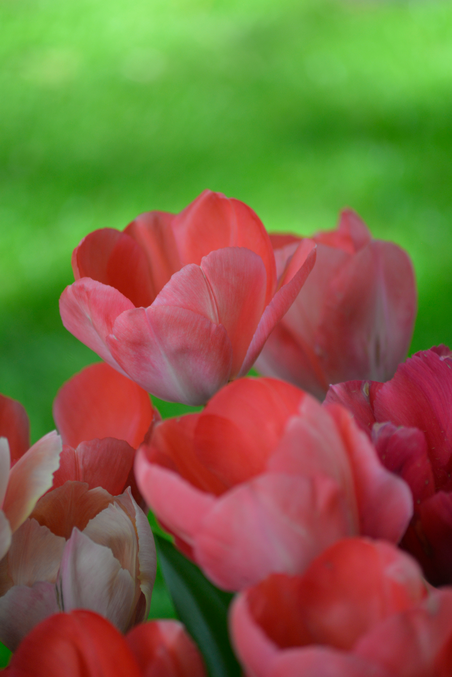 Darwintulpp Tulipa Van Eijk Nelson Garden 5kpl