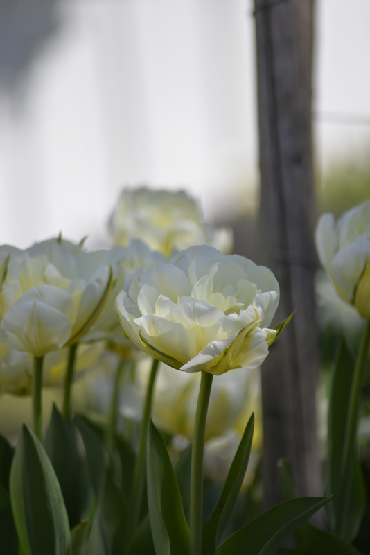 Tulppaani Tulipa Global Desire Nelson Garden 7kpl