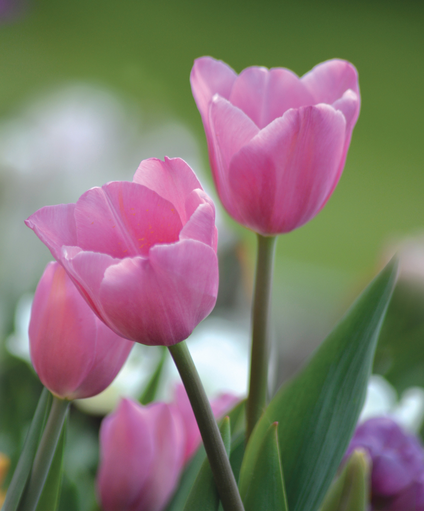 Darwintulpp Tulipa Pink Impression Nelson Garden 5kpl