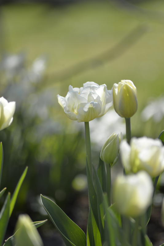 Tulppaani Tulipa Verona Nelson Garden 7kpl
