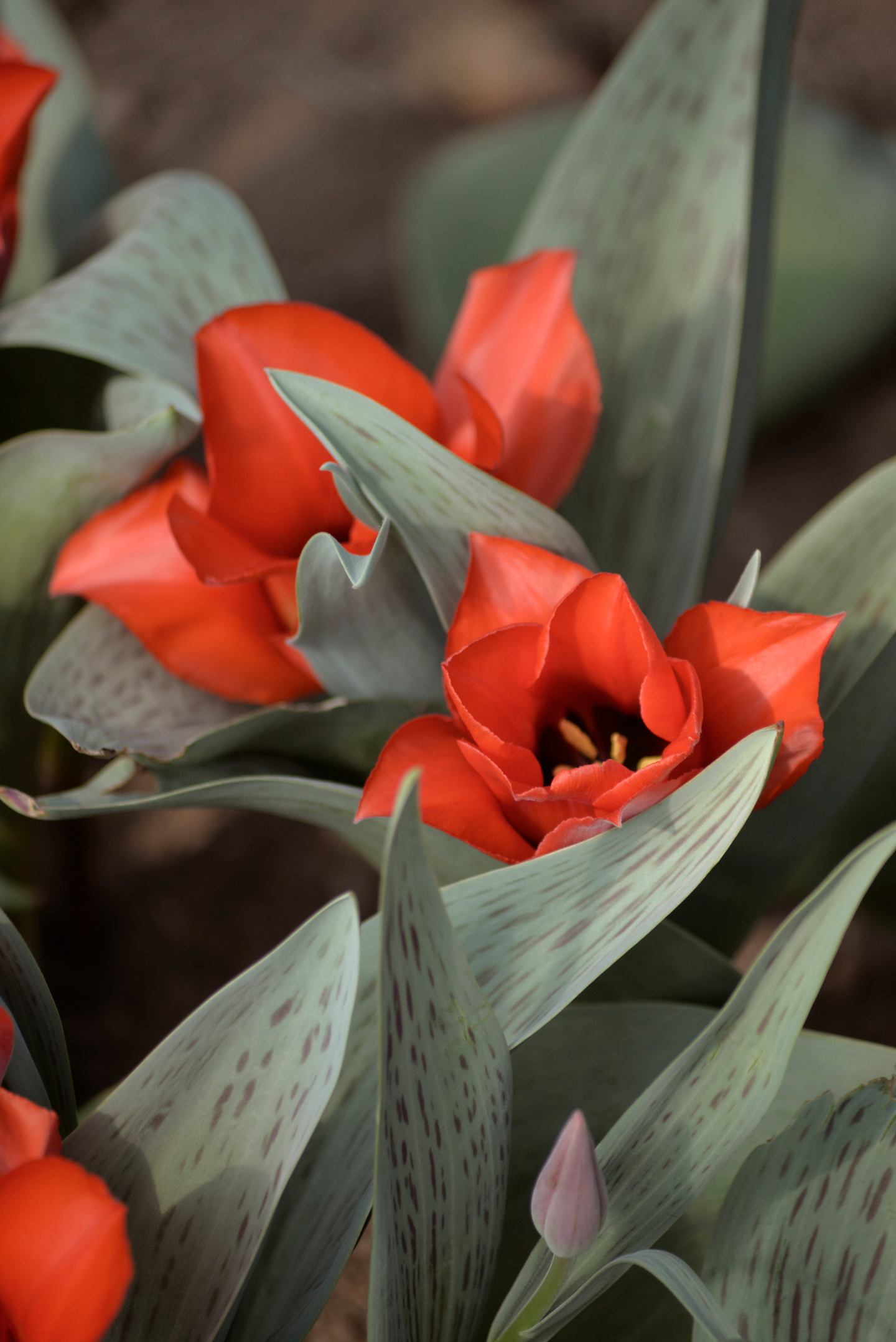 Tulppaani Tulipa Casa Grande Nelson Garden 5kpl