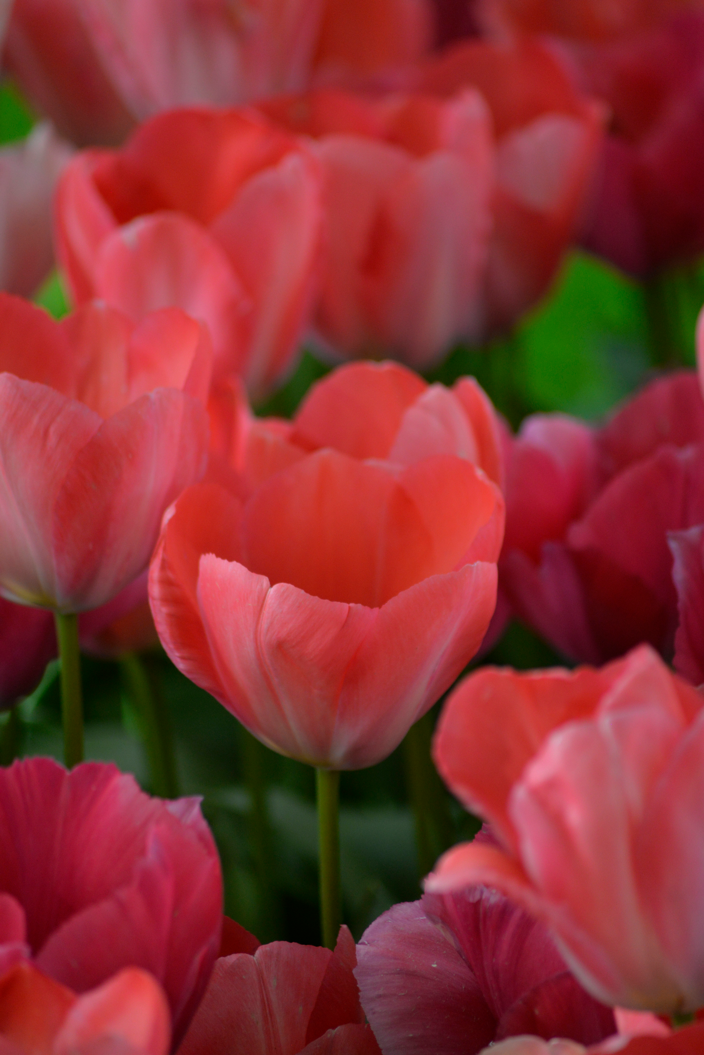 Darwintulpp Tulipa Van Eijk Nelson Garden 5kpl