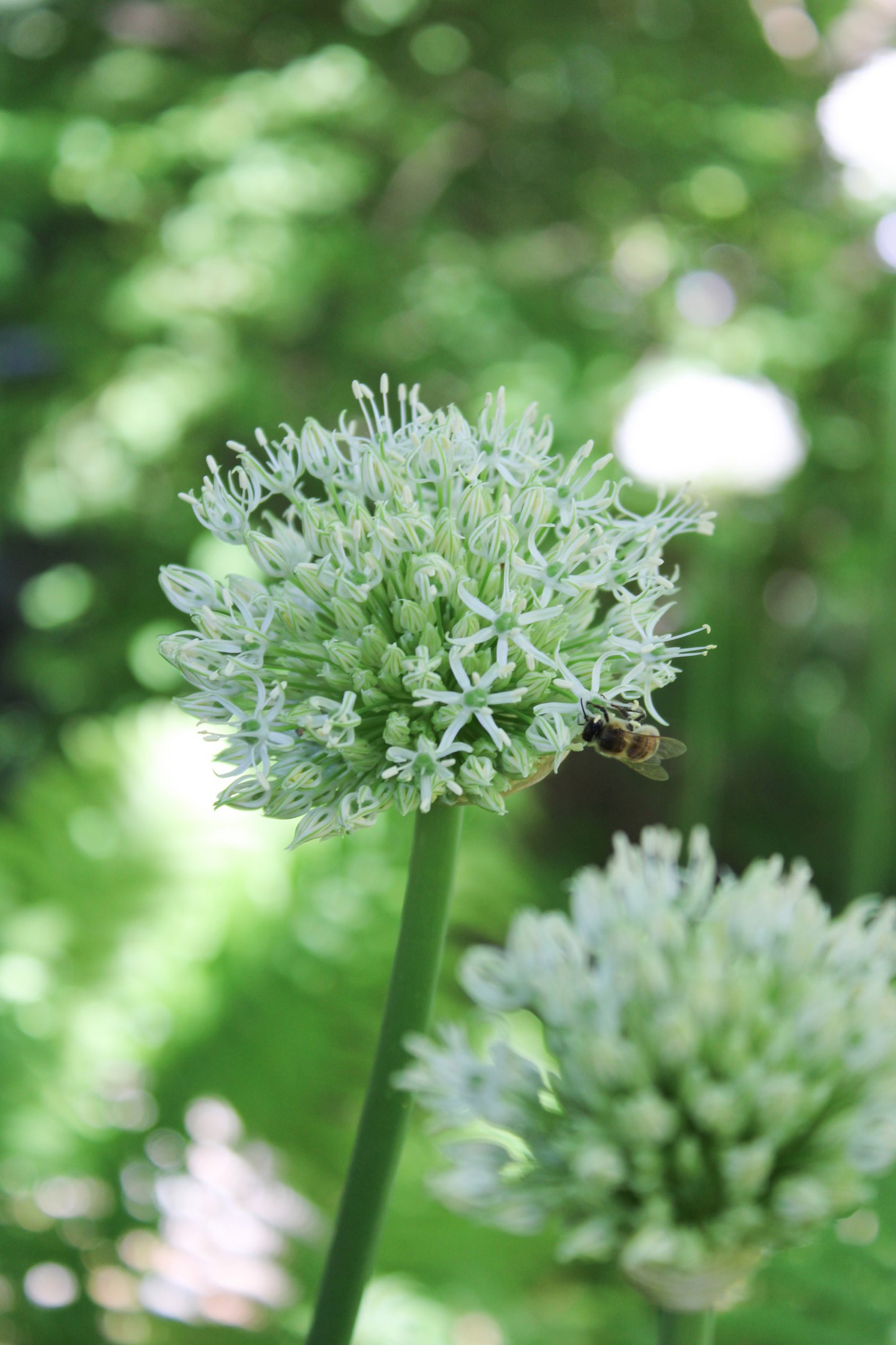 Sorjalaukka Allium Stipitatum Mount Everest Nelson Garden 1kpl