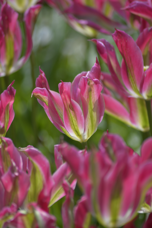 Tulppaani Tulipa Virichiq Nelson Garden 6kpl