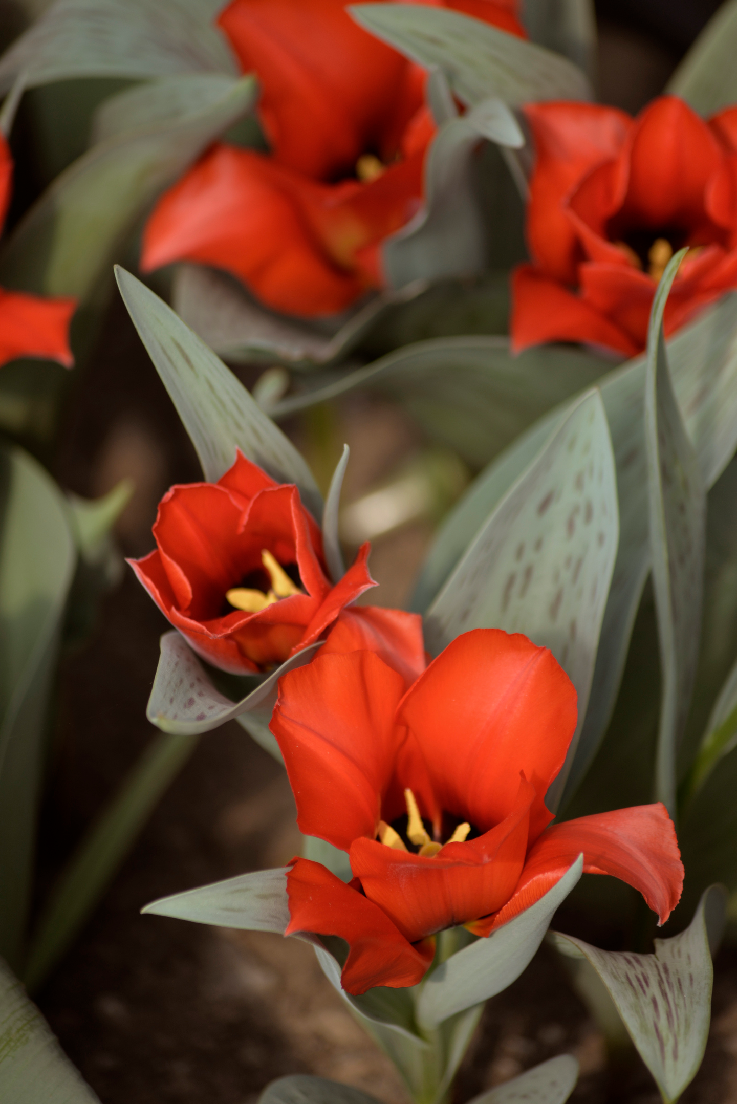 Tulppaani Tulipa Casa Grande Nelson Garden 5kpl