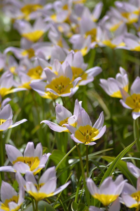 Kreetantulppaani Tulipa Saxatilis Nelson Garden 10kpl