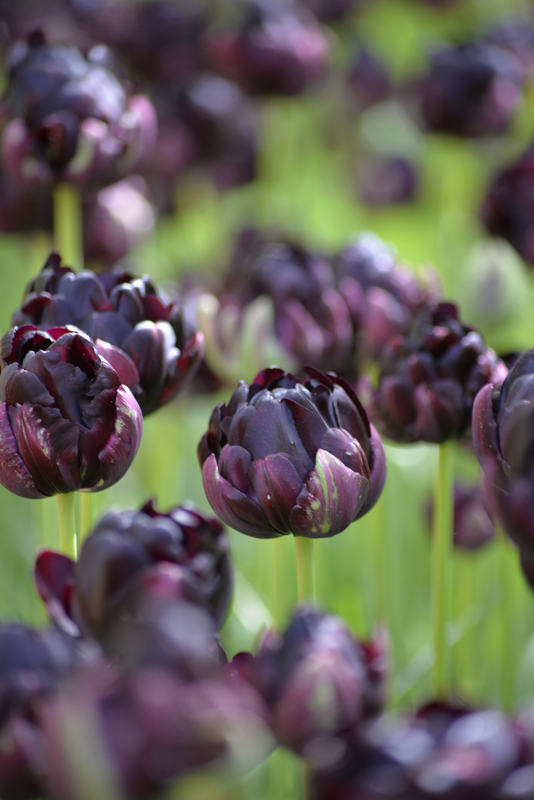 Tulppaani Tulipa Black Hero Nelson Garden 5kpl