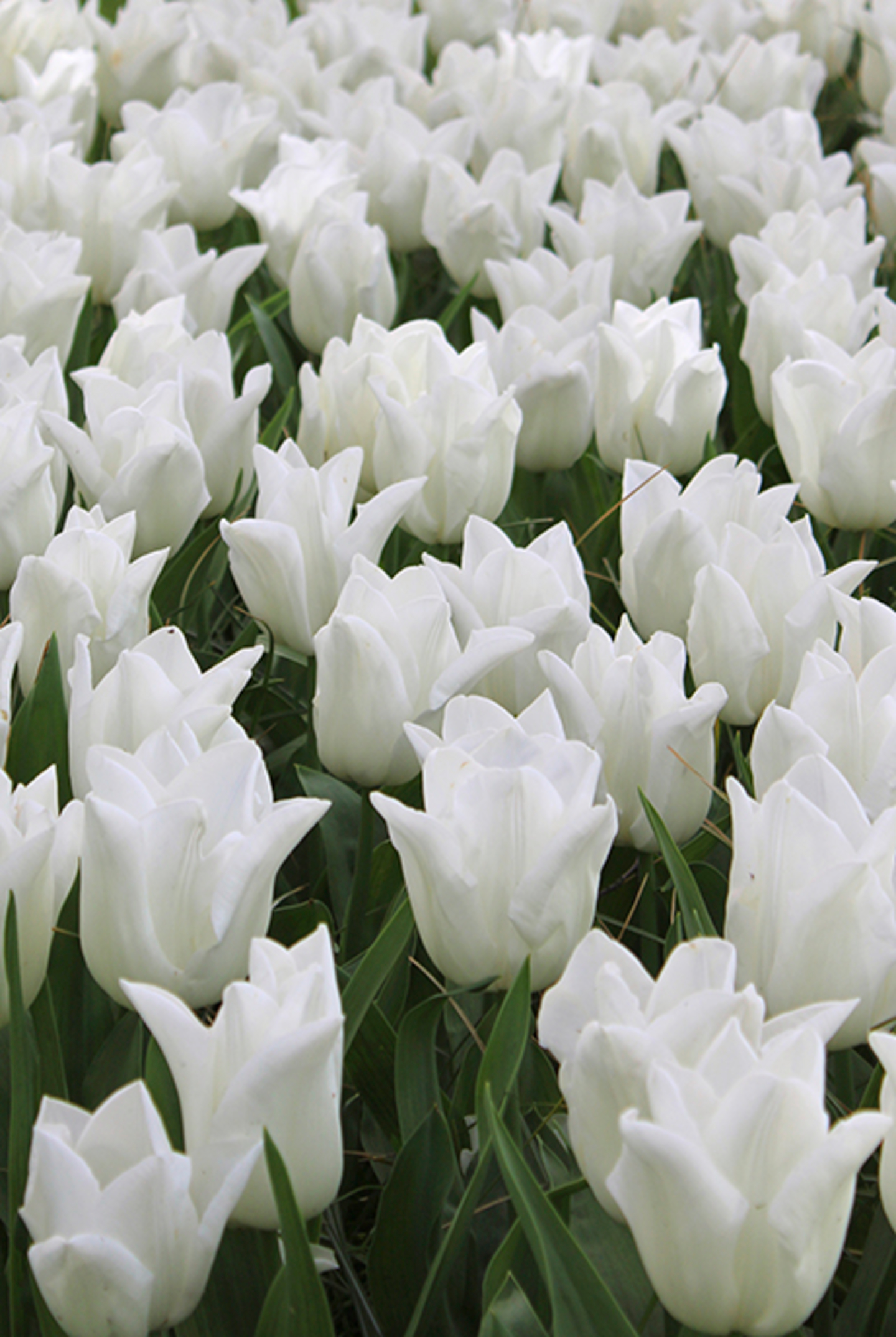 Tulppaani Tulipa Suomi Nelson Garden 7kpl