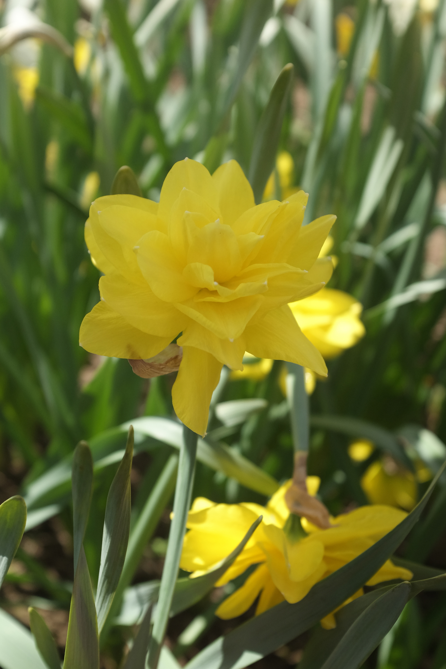 Pääsiäislilja Narcissus Golden Ducat Nelson Garden 5kpl
