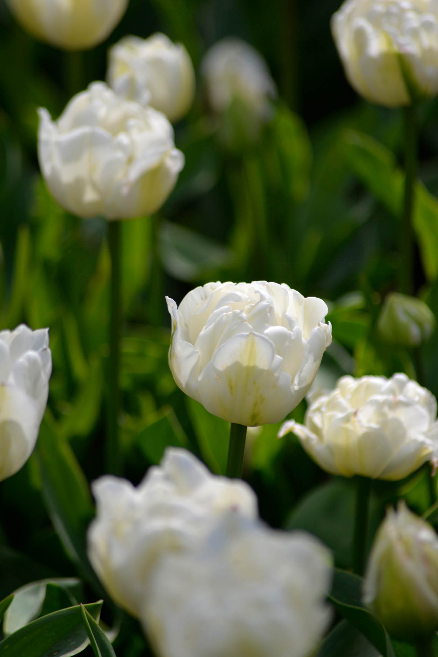 Tulppaani Tulipa Mount Tacoma Nelson Garden 5kpl