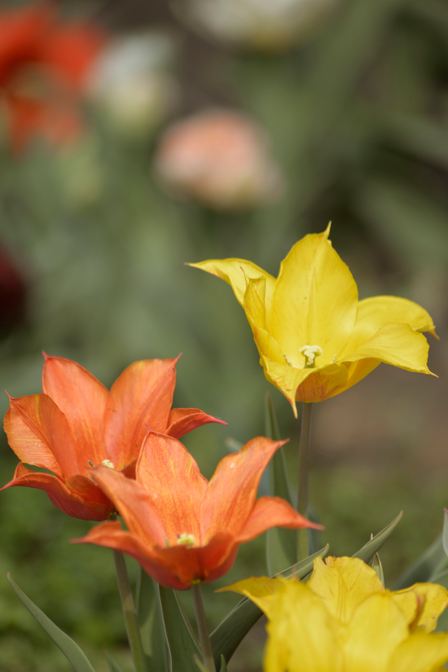 Liljatulppaani Tulipa Vandee Globe Nelson Garden 6kpl