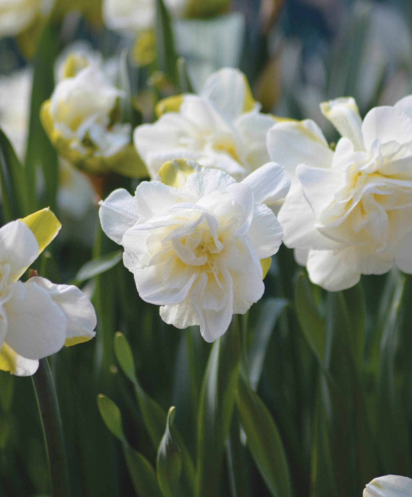 Tähtinarsissi Narcissus Obdam Nelson Garden 4kpl