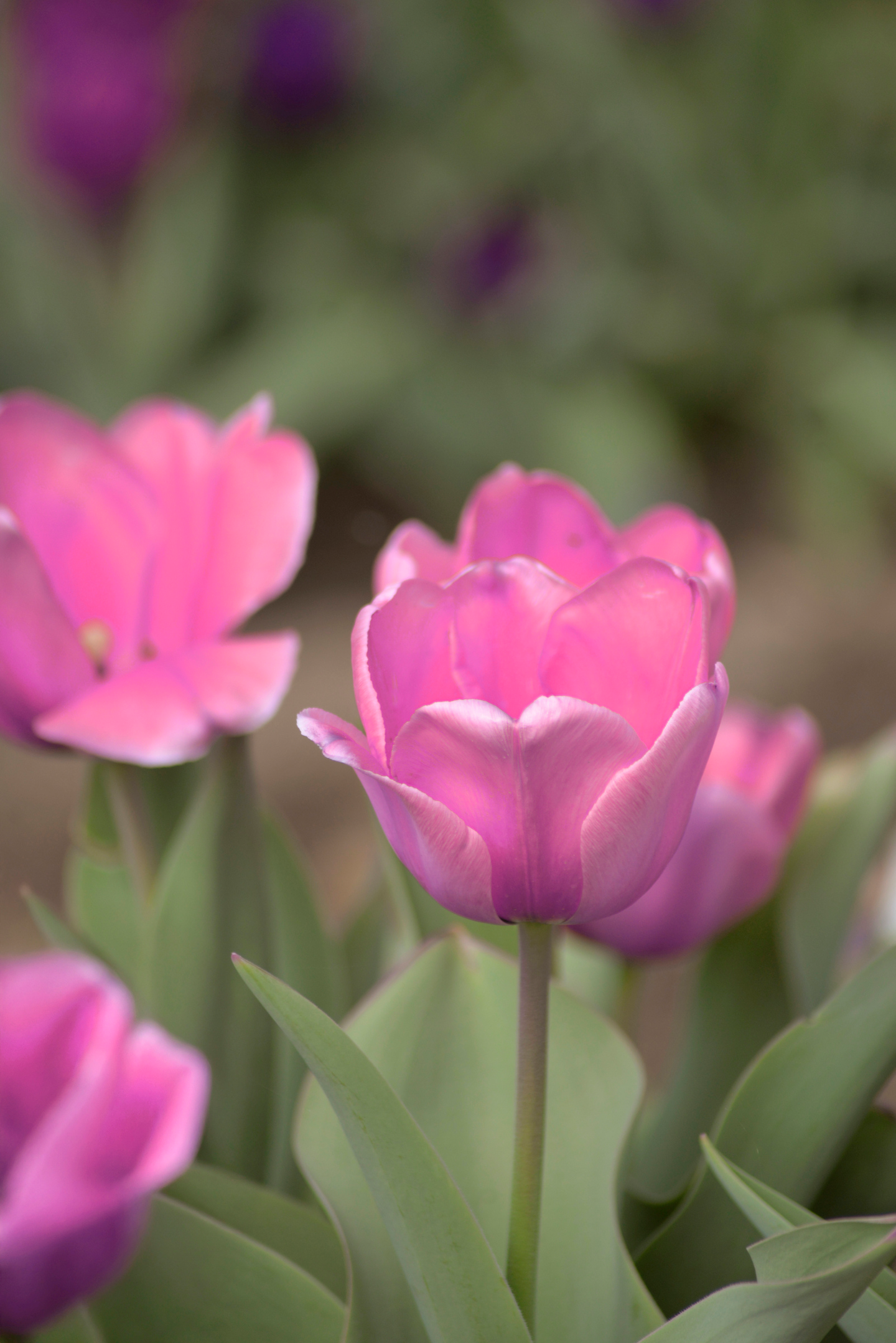 Darwintulpp Tulipa Pink Impression Nelson Garden 5kpl