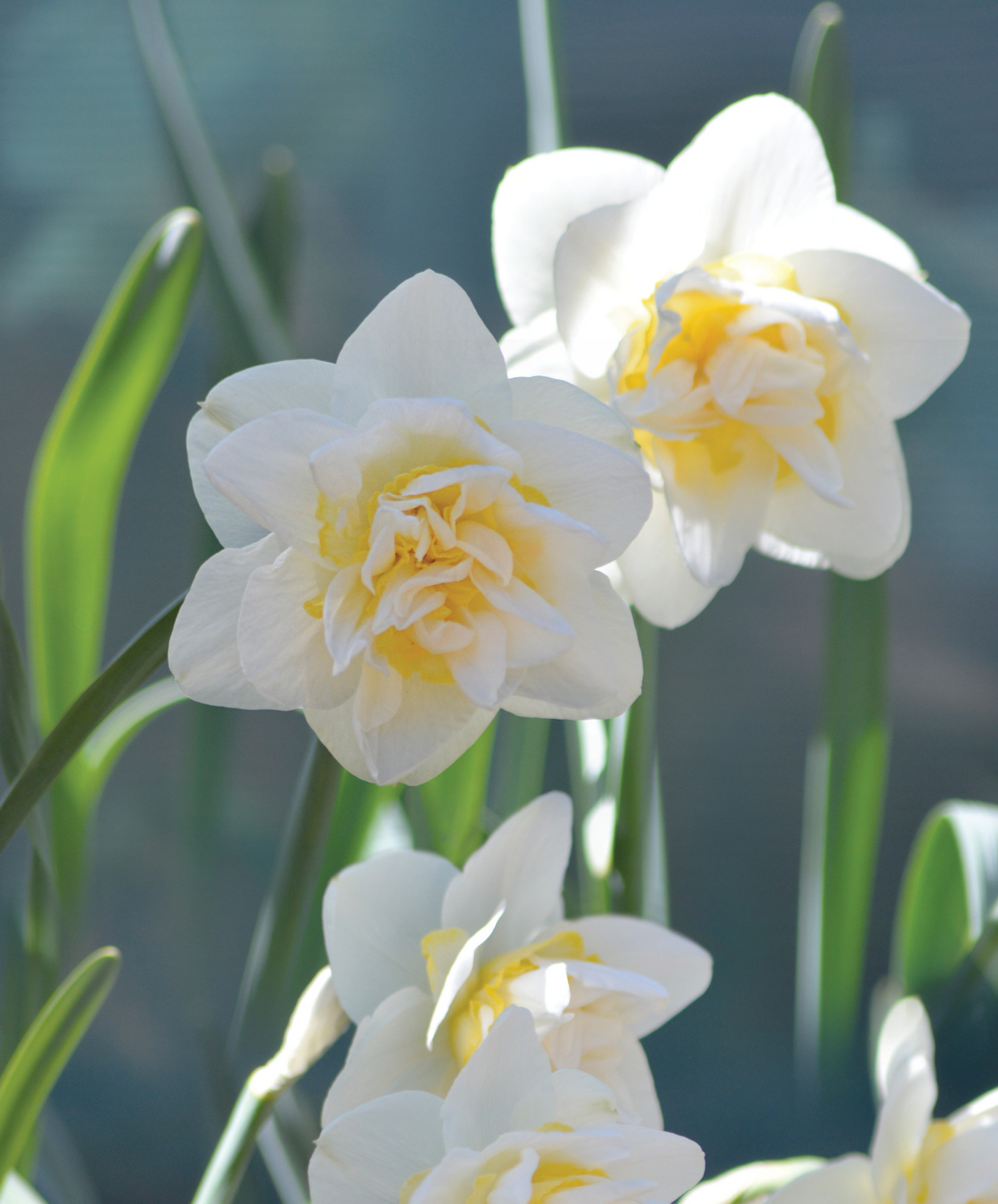 Tähtinarsissi Narcissus White Lion Nelson Garden 5kpl