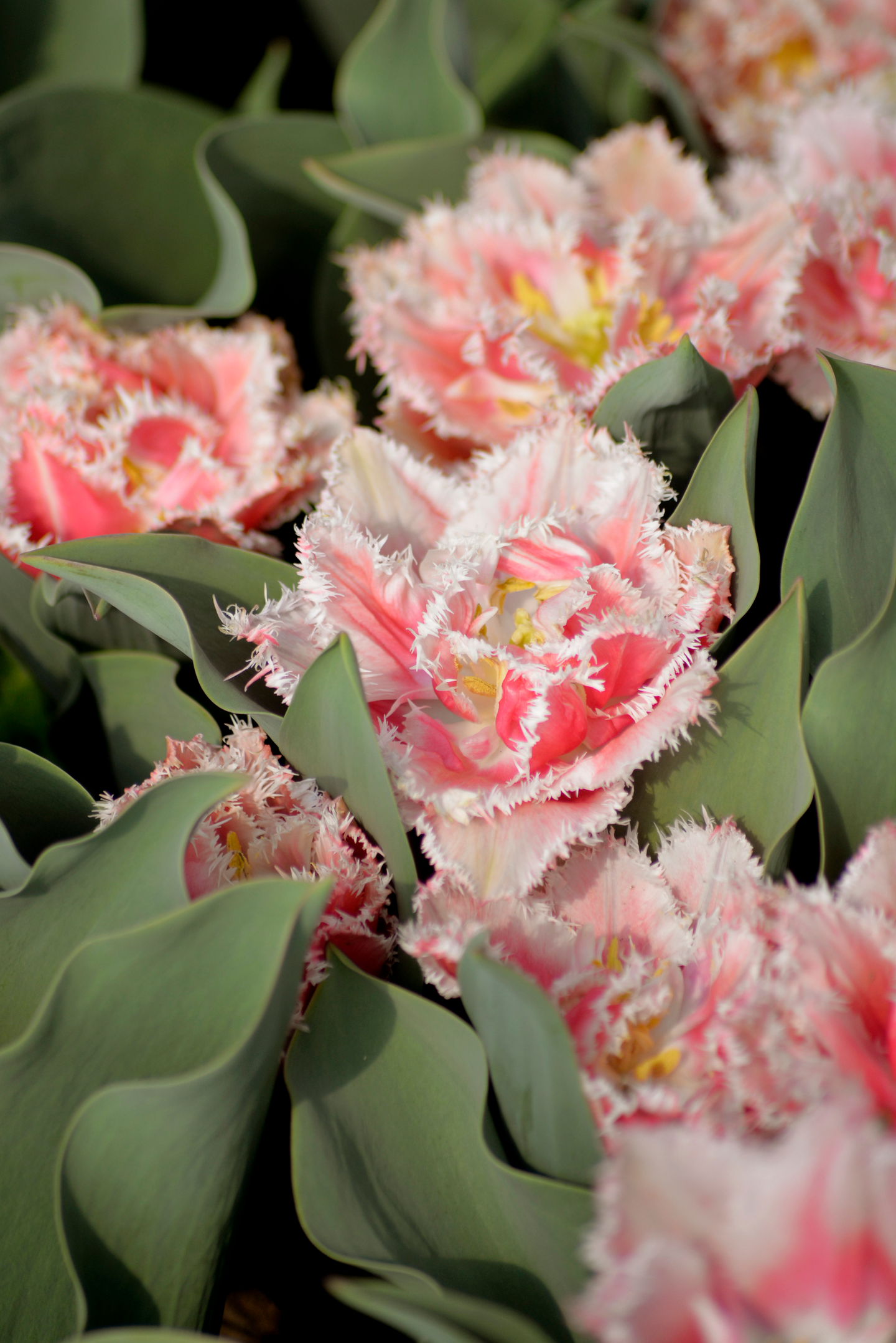 Tulppaani Tulipa Queensland Nelson Garden 5kpl