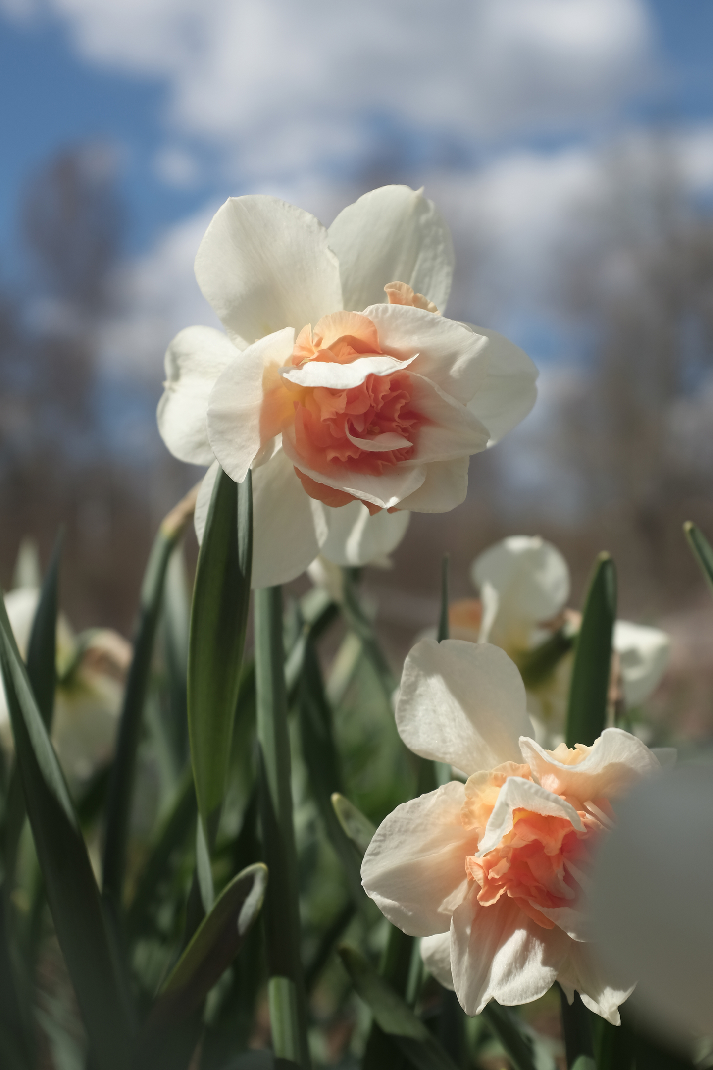 Tähtinarsissi Narcissus Replete Nelson Garden 5kpl