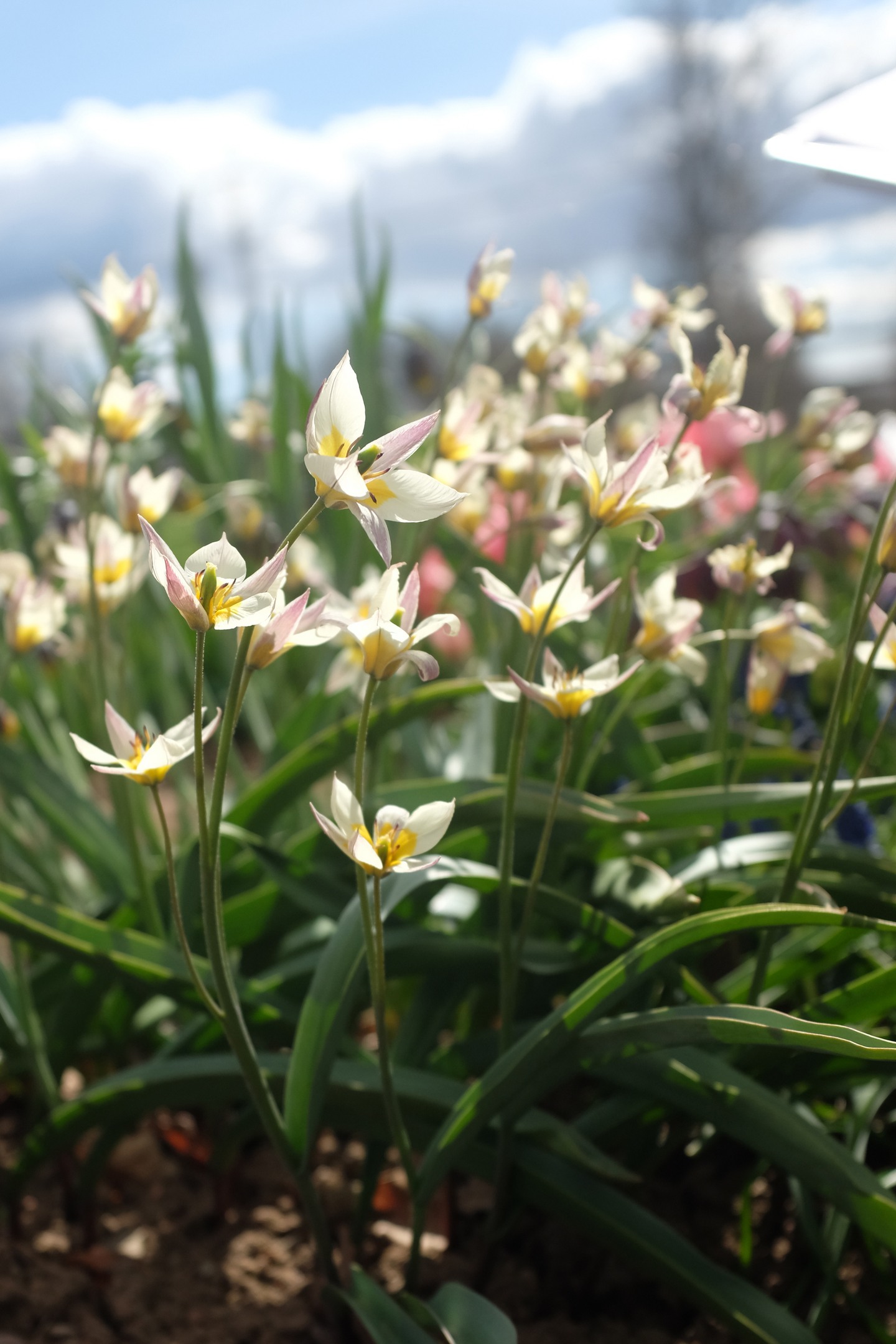 Tulppaani Tulipa Turkestanica Nelson Garden 10kpl