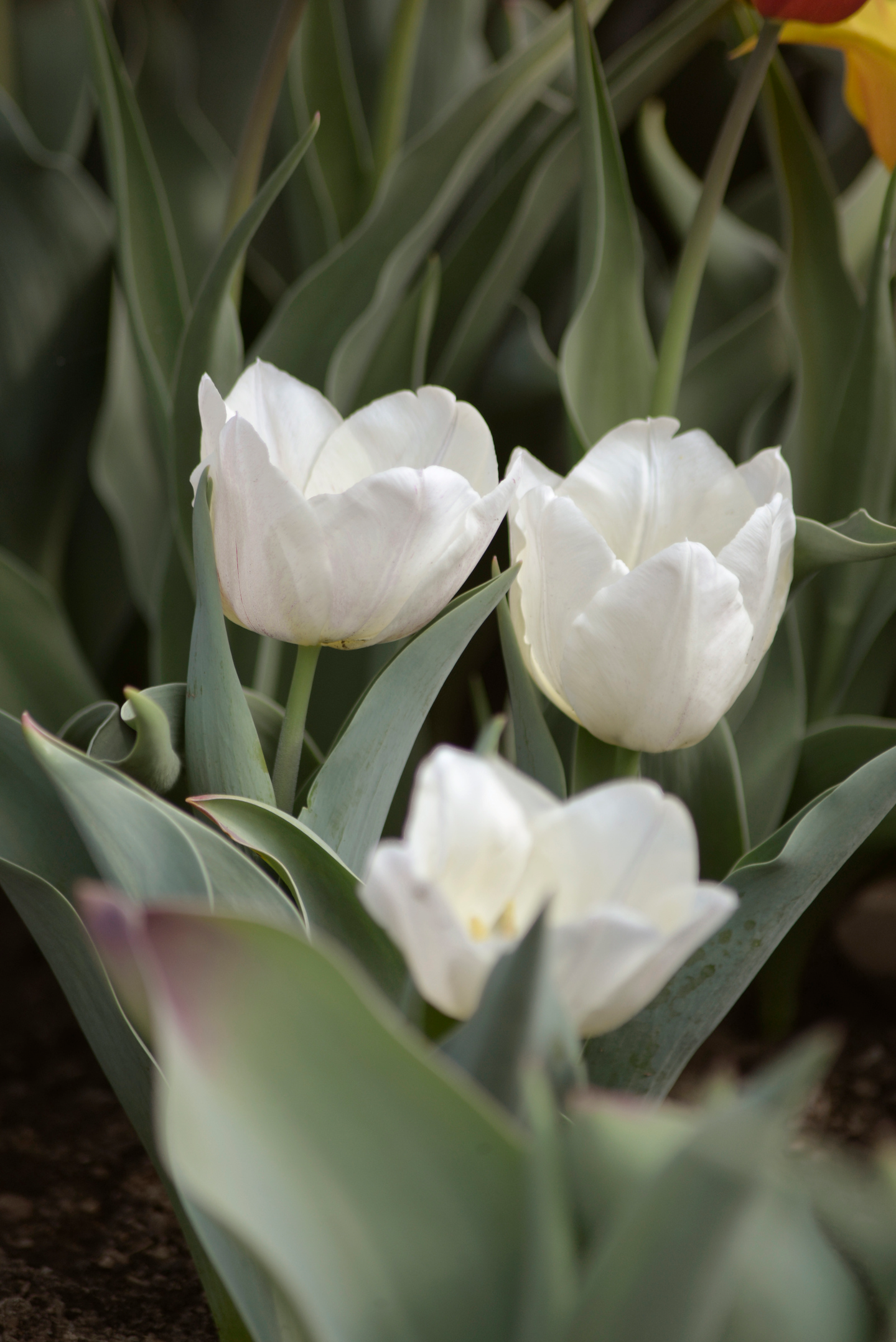 Keisarintulppaani Tulipa Purissima Nelson Garden 5kpl