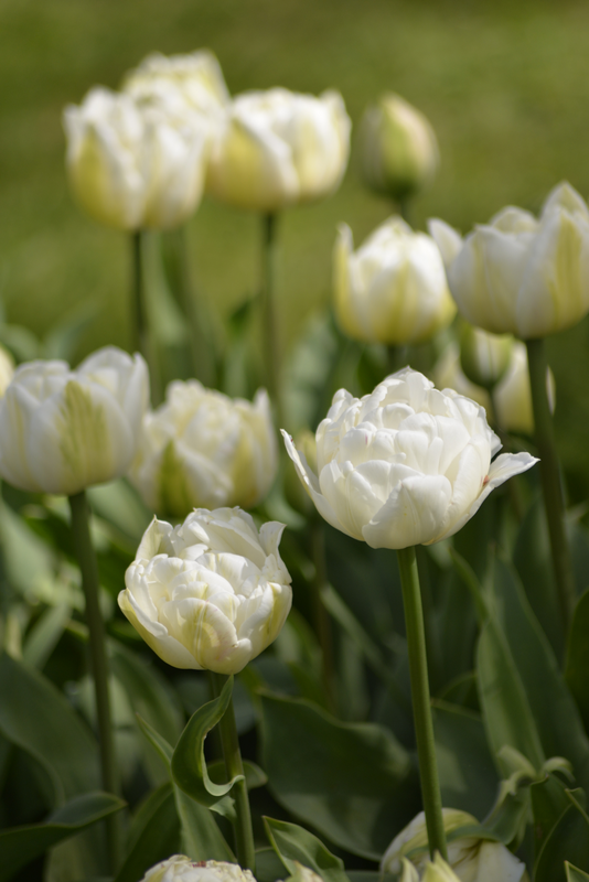 Tulppaani Tulipa Mount Tacoma Nelson Garden 5kpl