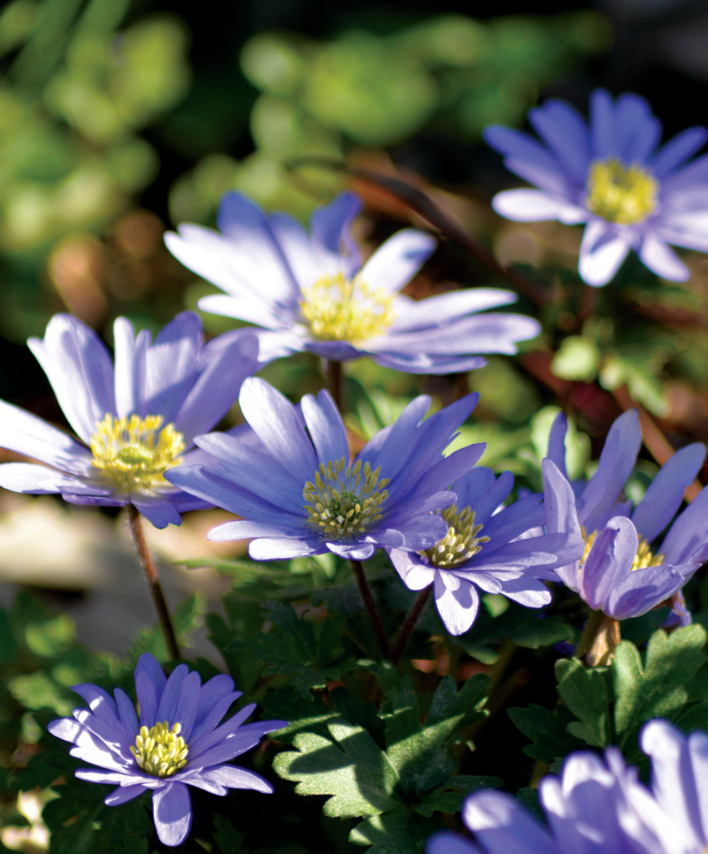 Balkaninvuokko Anemone Blanda Blue Shades Nelson Garden 15kpl