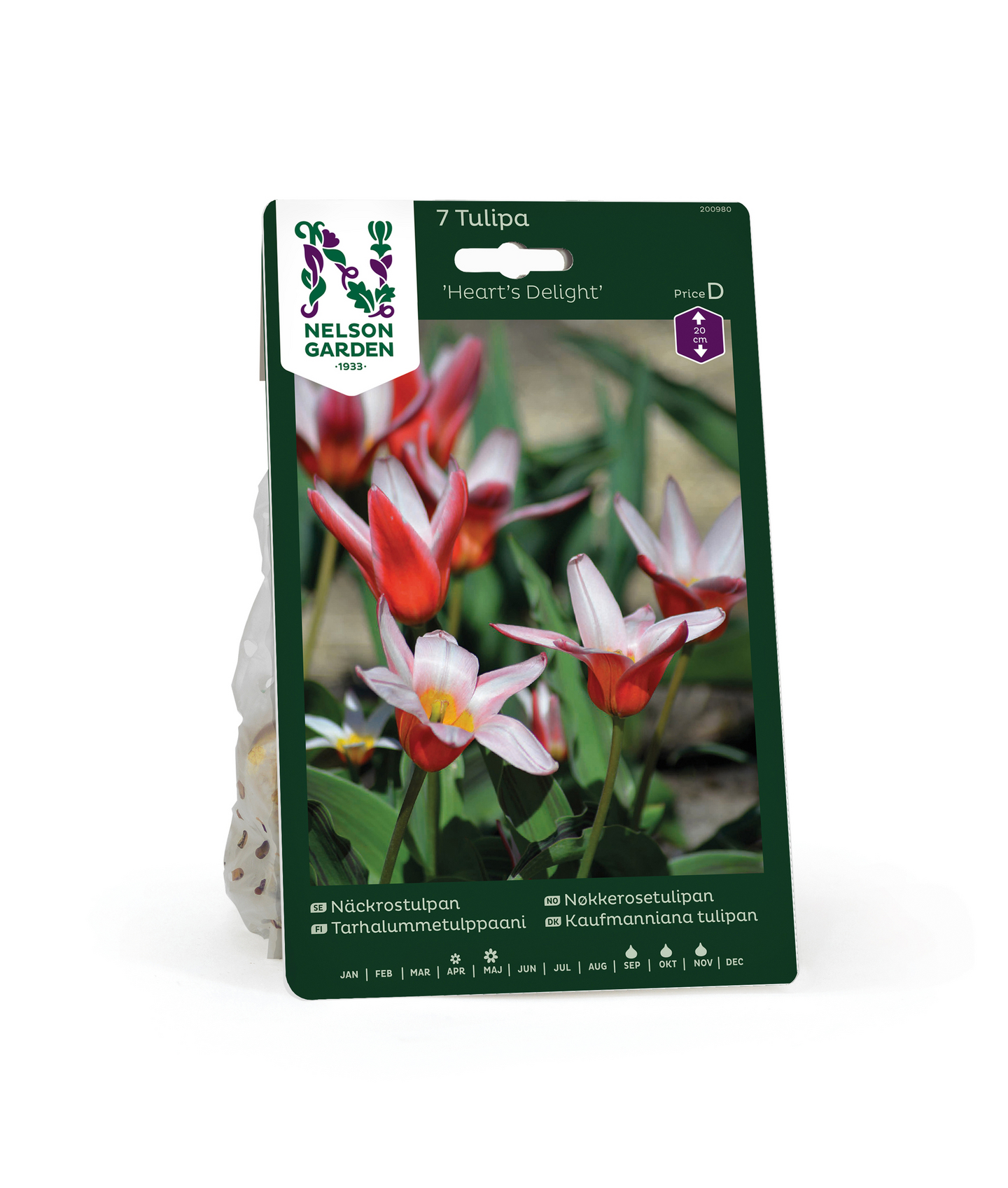 Tulppaani Tulipa Hearts Delight Nelson Garden 7kpl