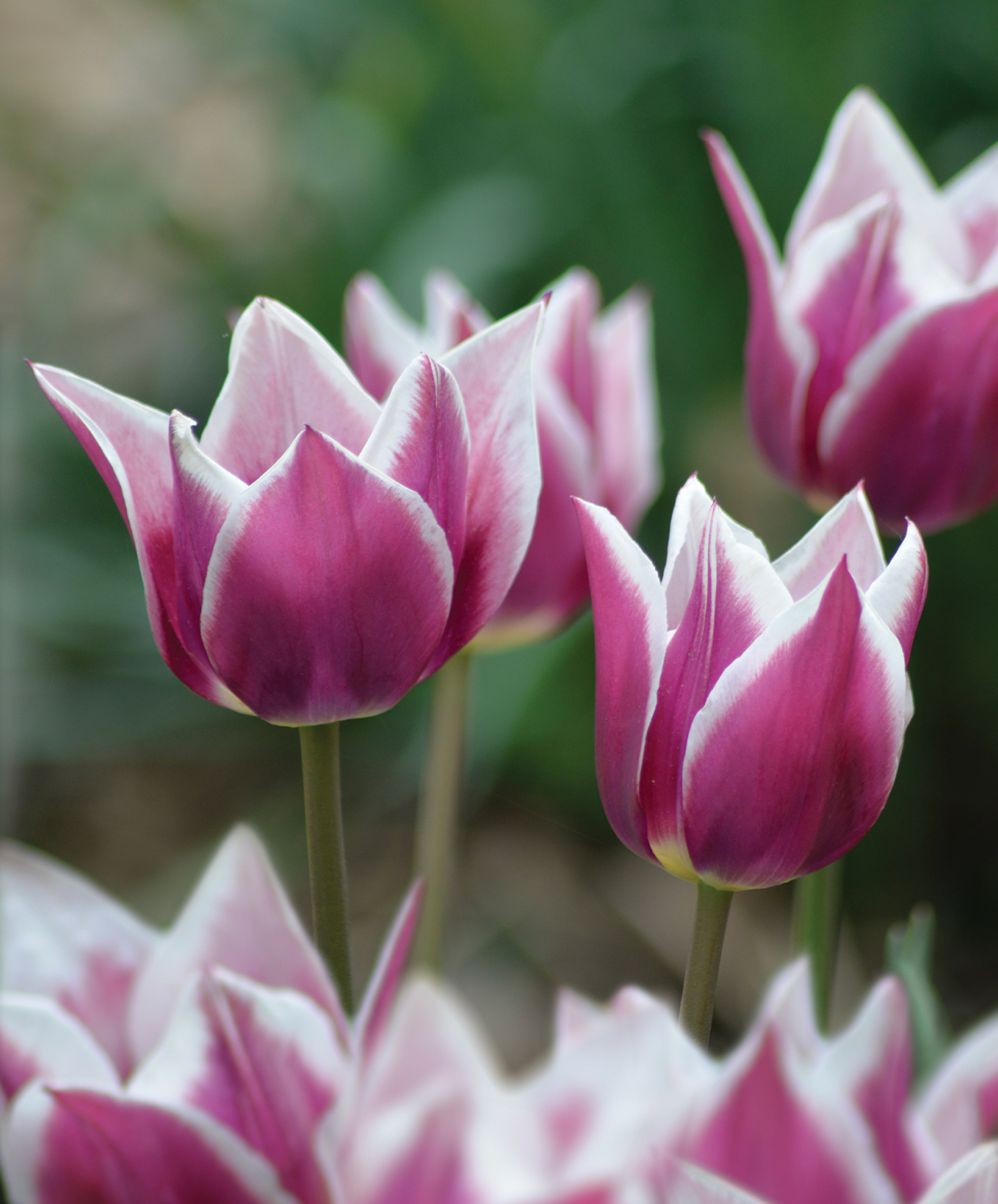 Liljatulppaani Tulipa Claudia Nelson Garden 5kpl