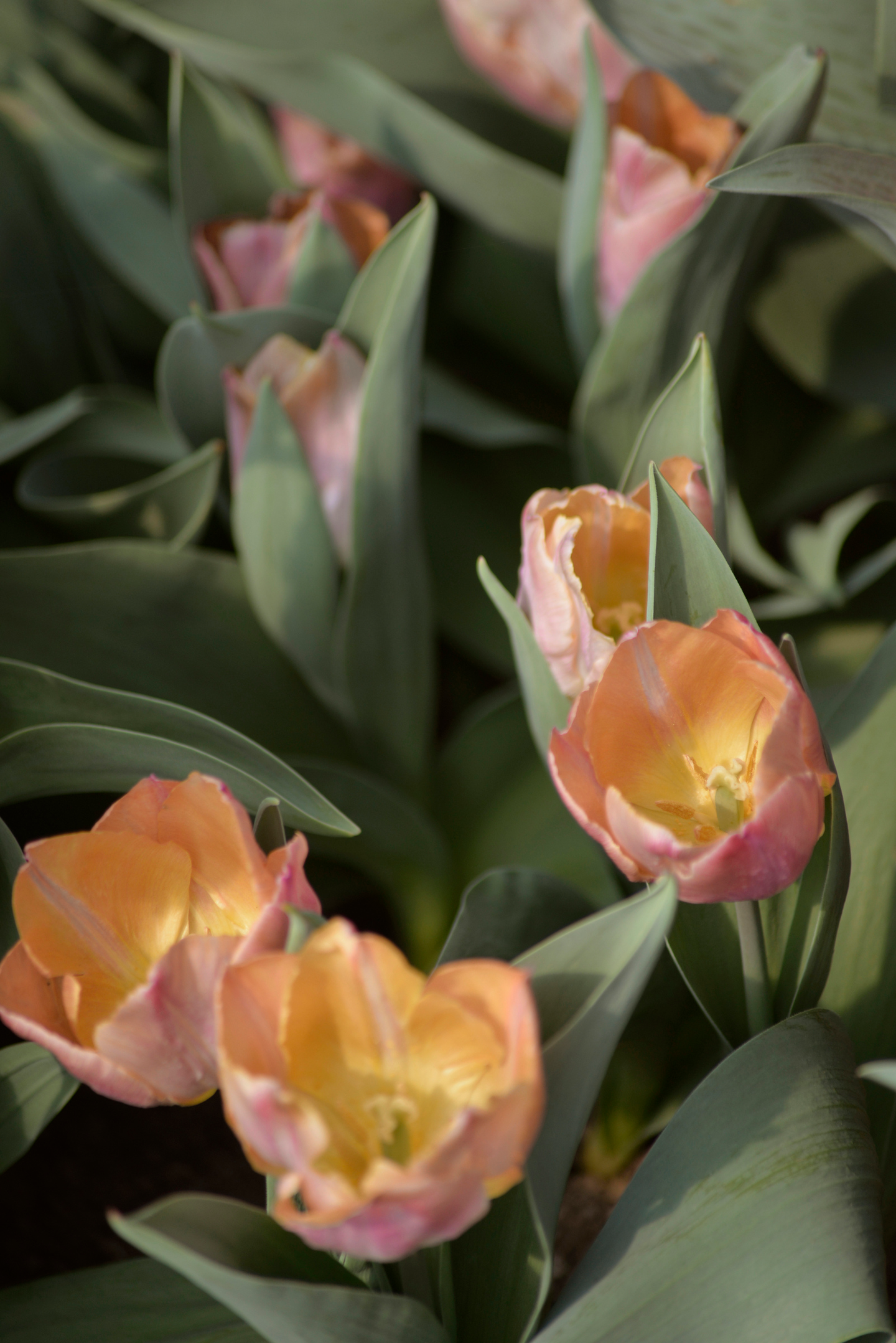 Tulppaani Tulipa Salmon Prince Nelson Garden 6kpl