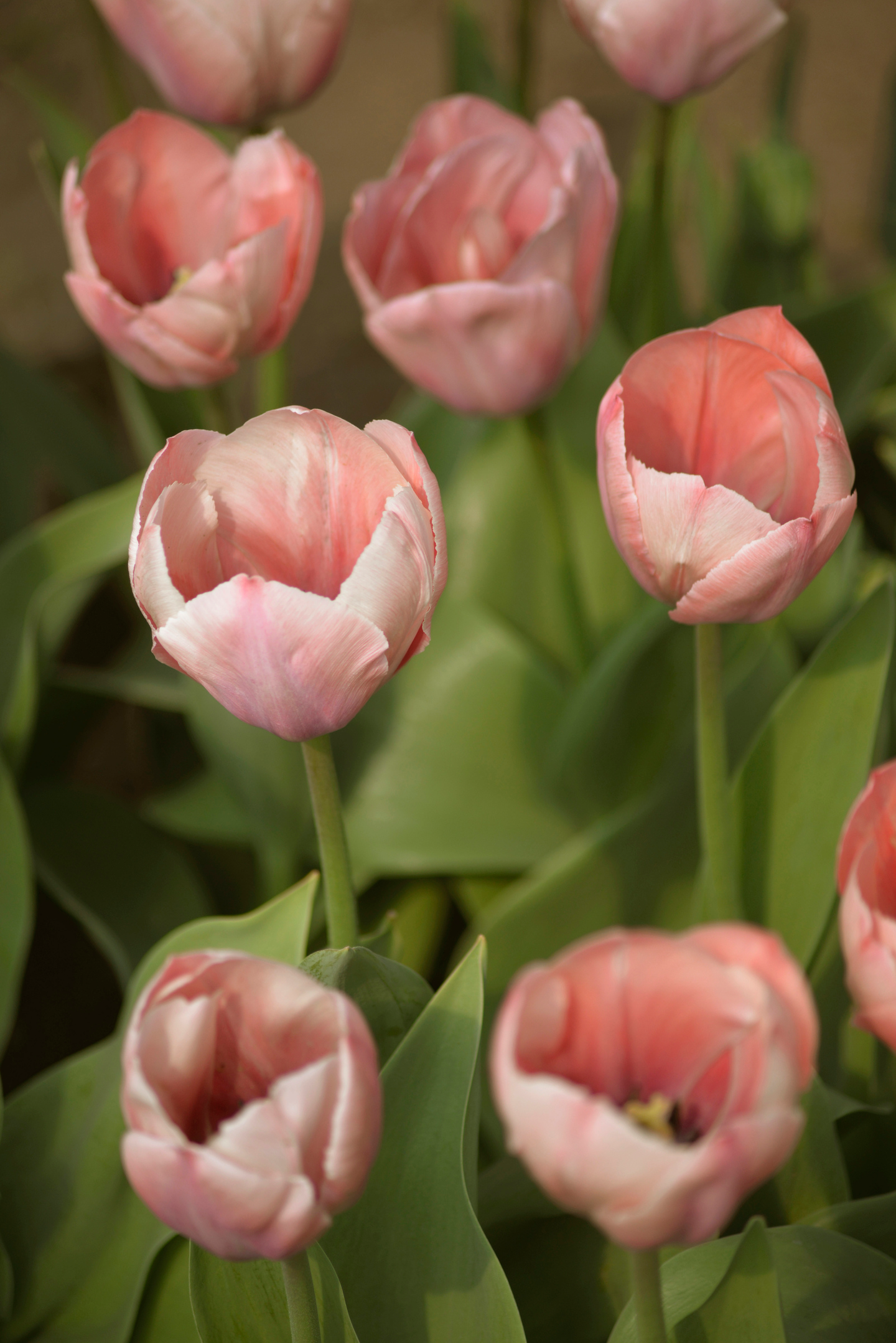Darwintulpp Tulipa Salmon Van Eijk Nelson Garden 5kpl