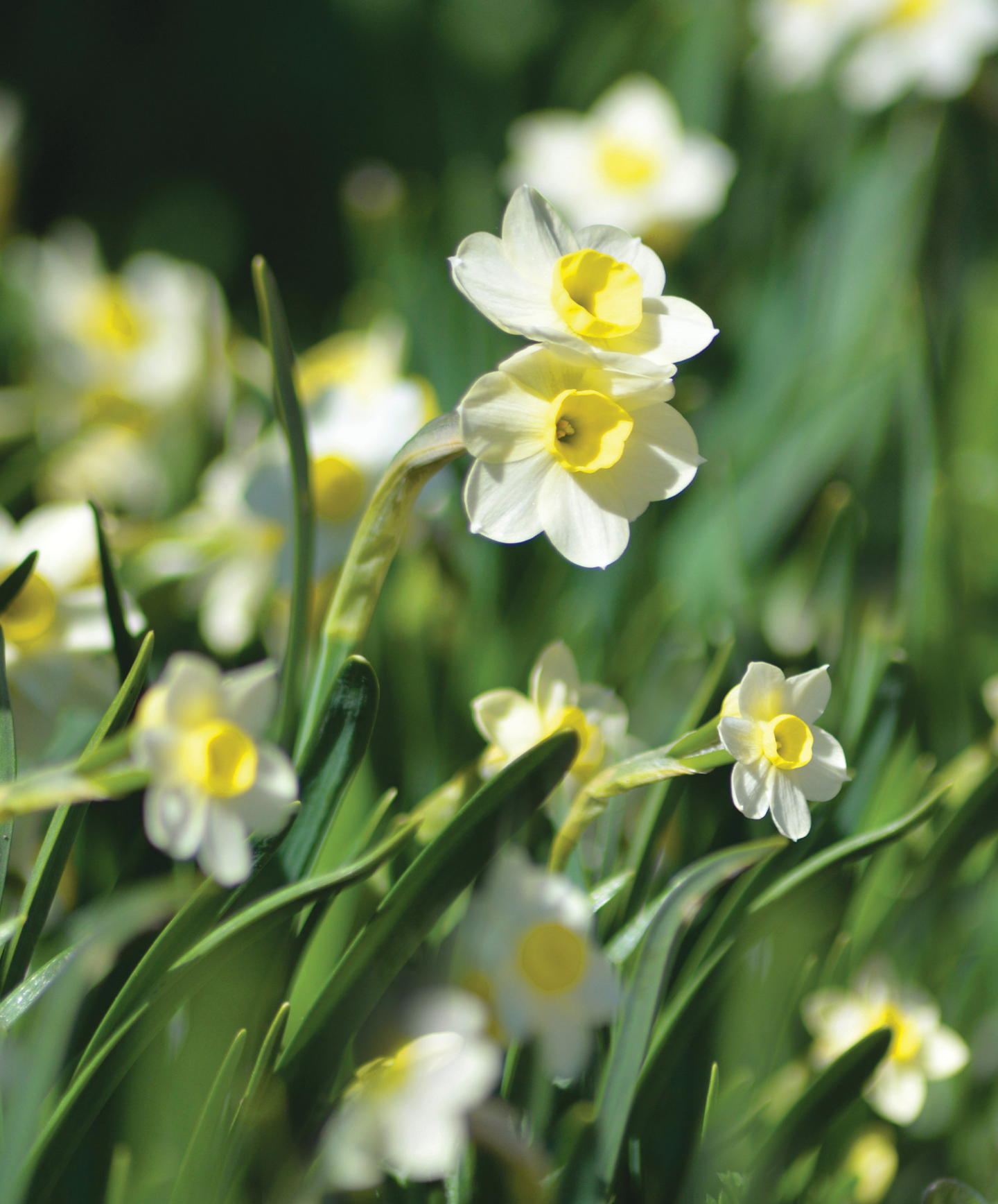 Narsissi Narcissus Minnow Nelson Garden 6kpl
